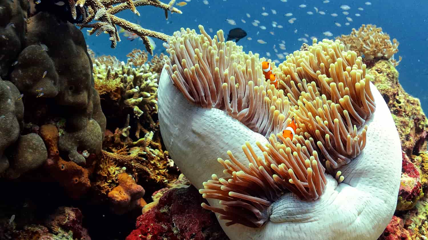 Sea Anemone with Clownfish. Fun dive the Gili Islands