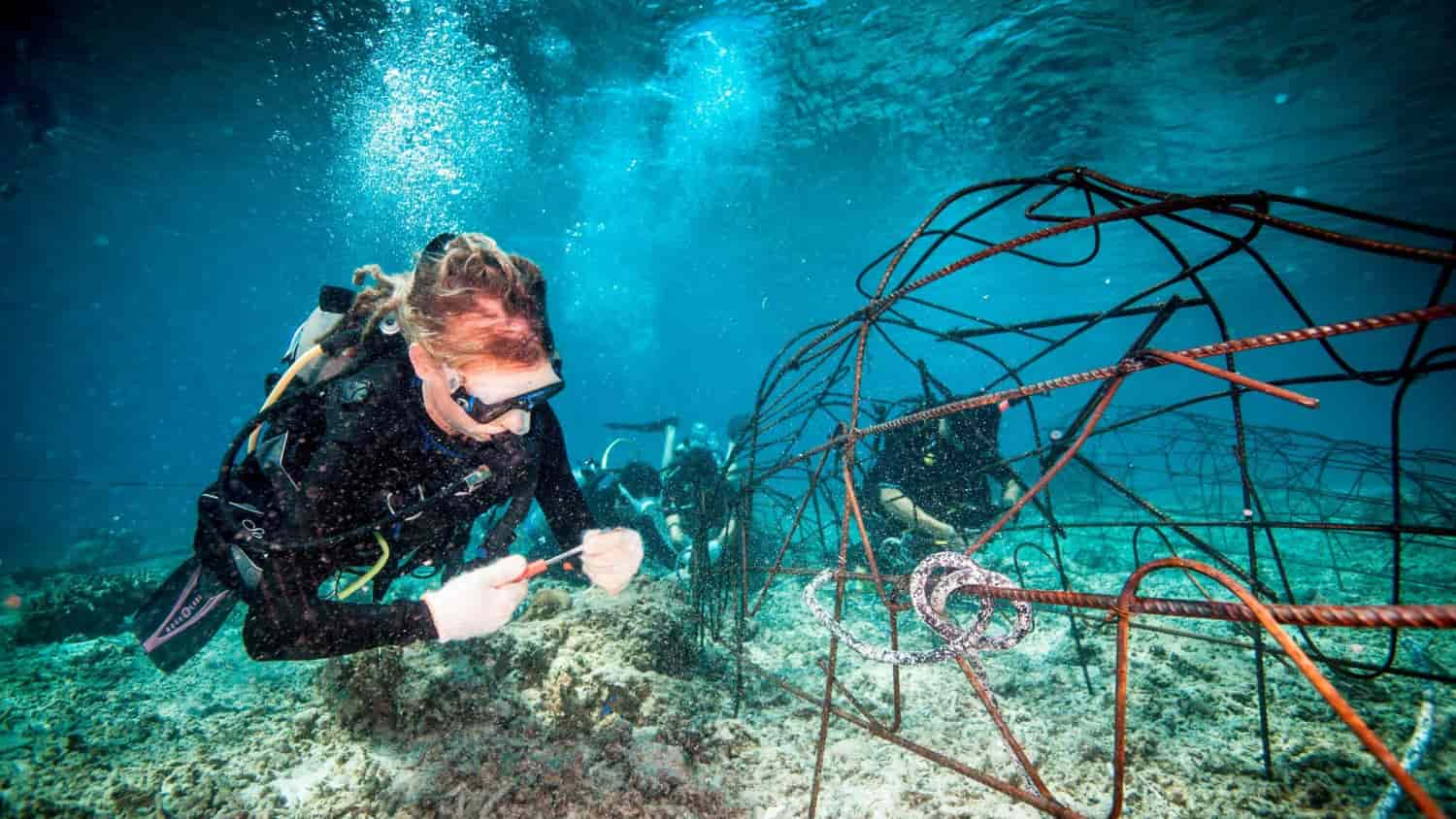 Eco divers installing new BioRock structure in Gili Trawangan