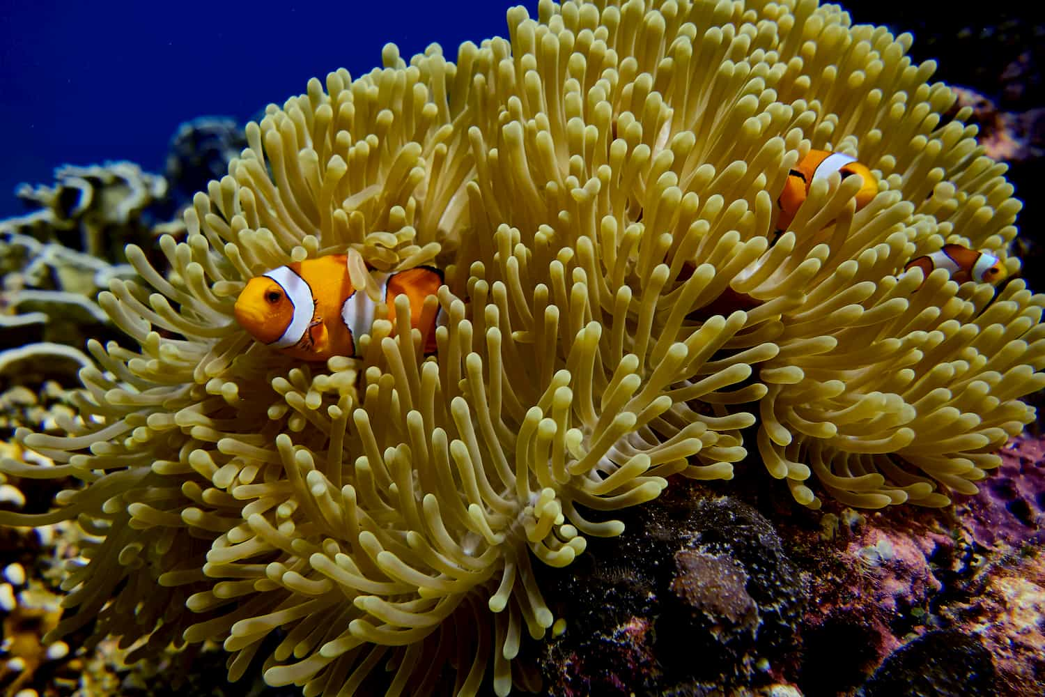 During your Fun Diving you will encoutner various marine life like this Clownfishes