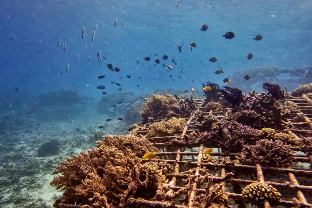 5 Gili Trawangan Dive Sites not to be missed