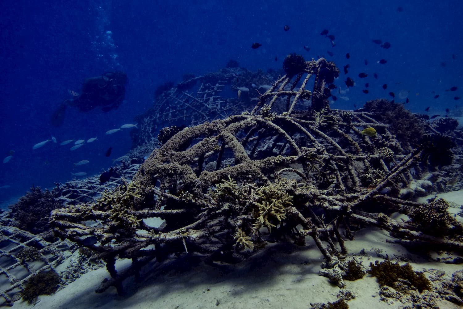 Reef Restoration Program