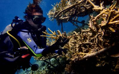 Reef conservation and volunteering