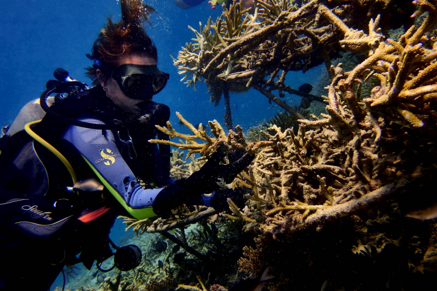 Eco warrior from Trawangan Dive planting new corals to BioRock structure