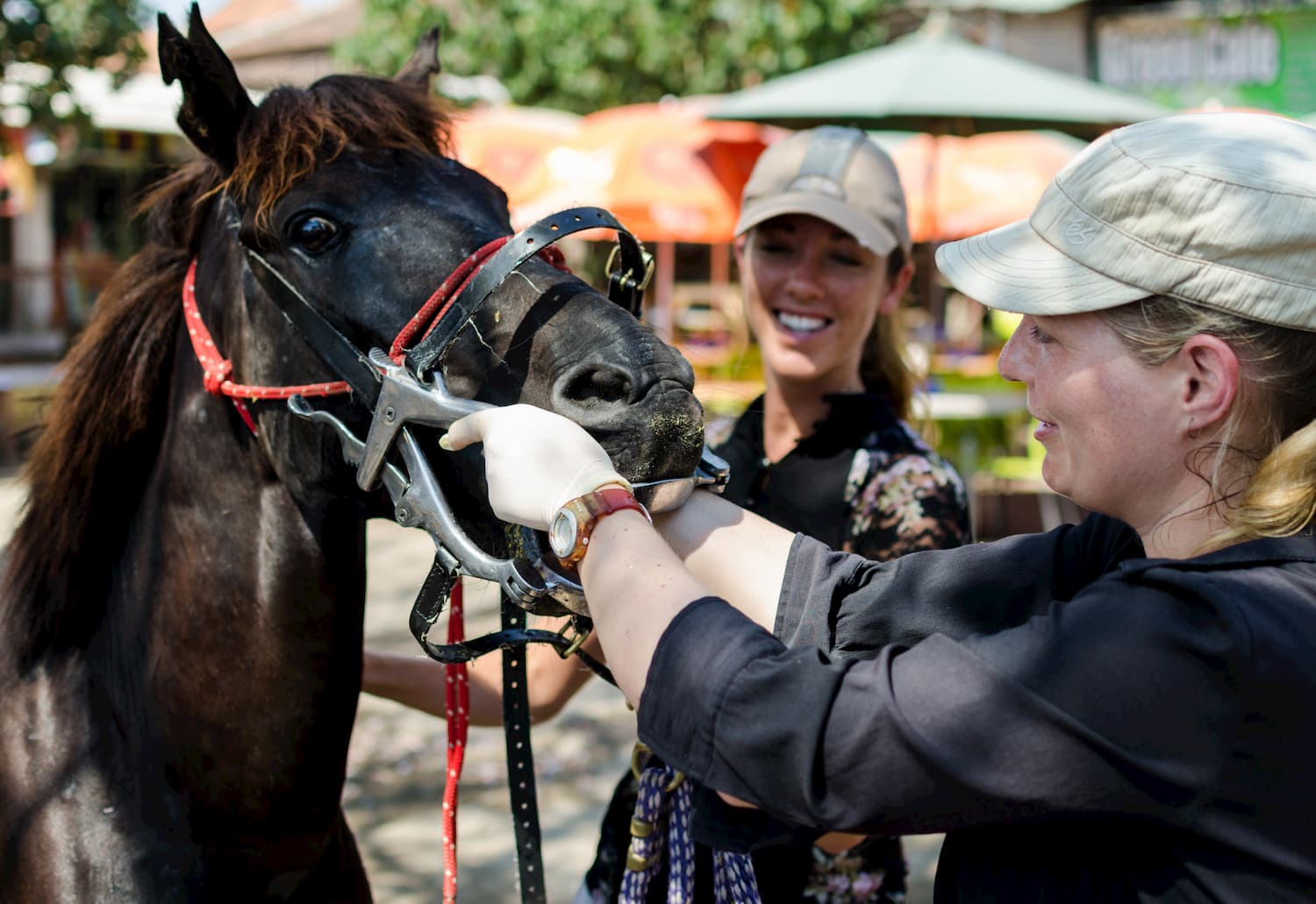 Horse clinics on Gili Trawangan. Trawangan Dive has been actively involved in improving the welfare of the horses on Gili ISlands