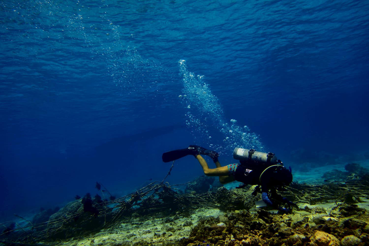 Eco diver courses available at Trawanga dive. Learn how reef gardening works and learn all about the science behind the Biorock technology