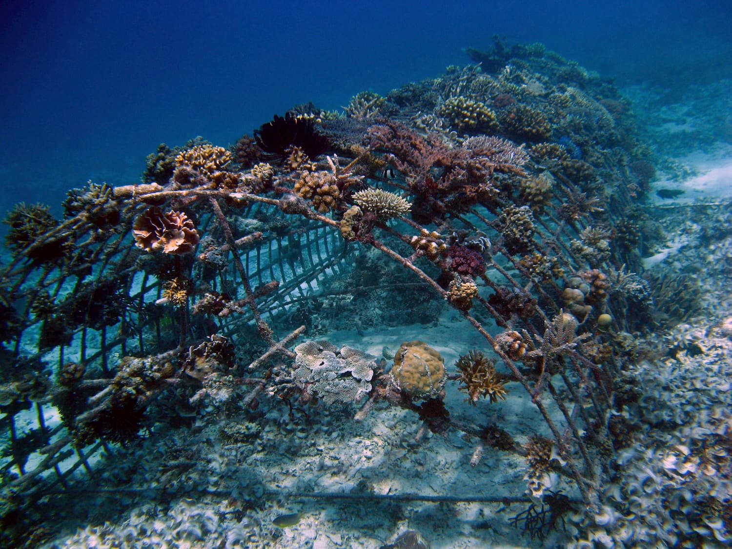 Biorock reef conservation on Gili Islands