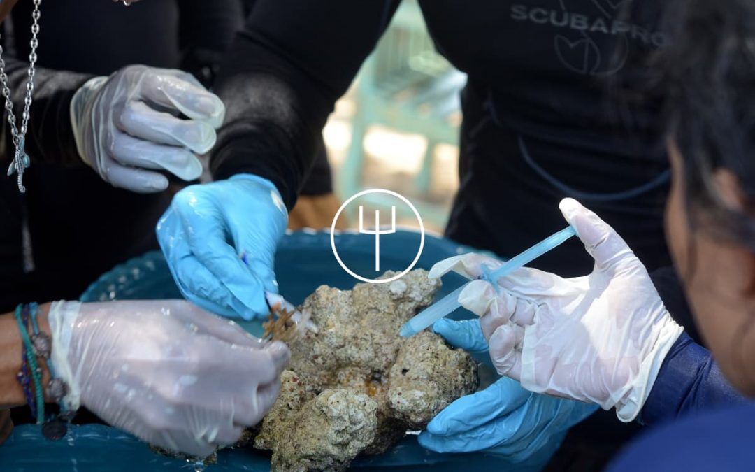 Reef Restoration Workshop (14 Days)
