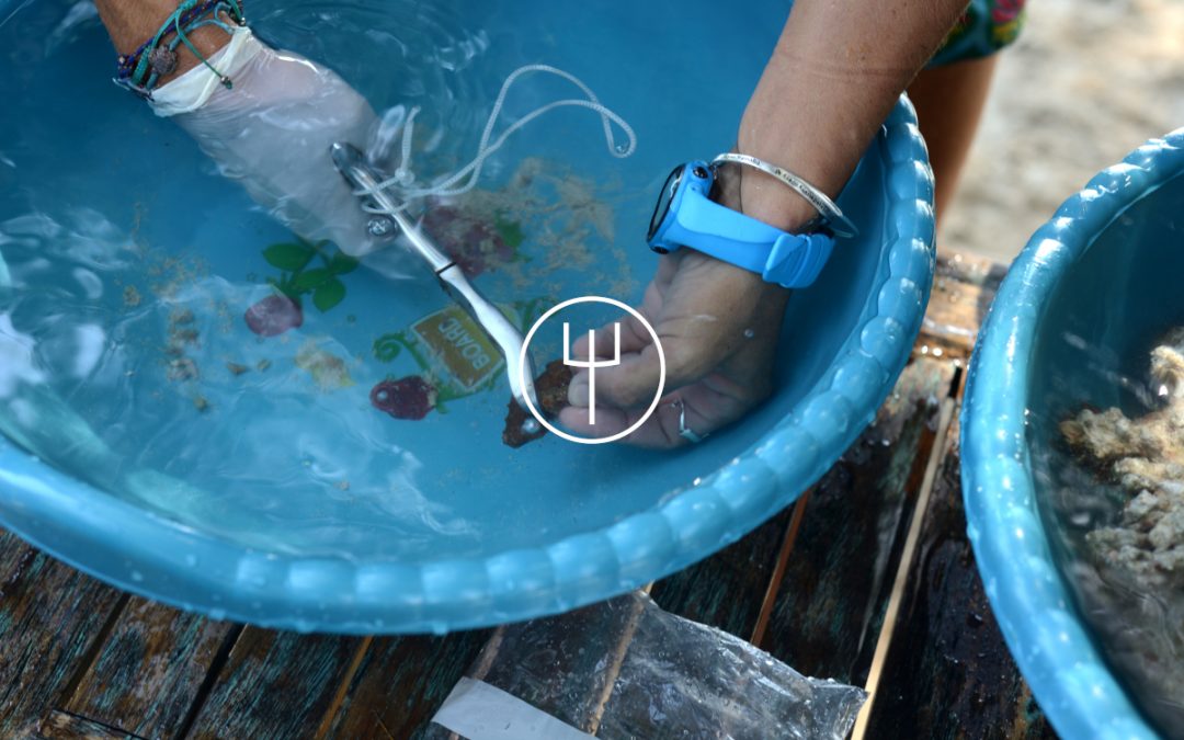Ocean Quest Coral Propagation WorkShop