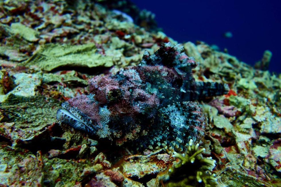Best Dive sites on Gili Islands - Trawangan Dive
