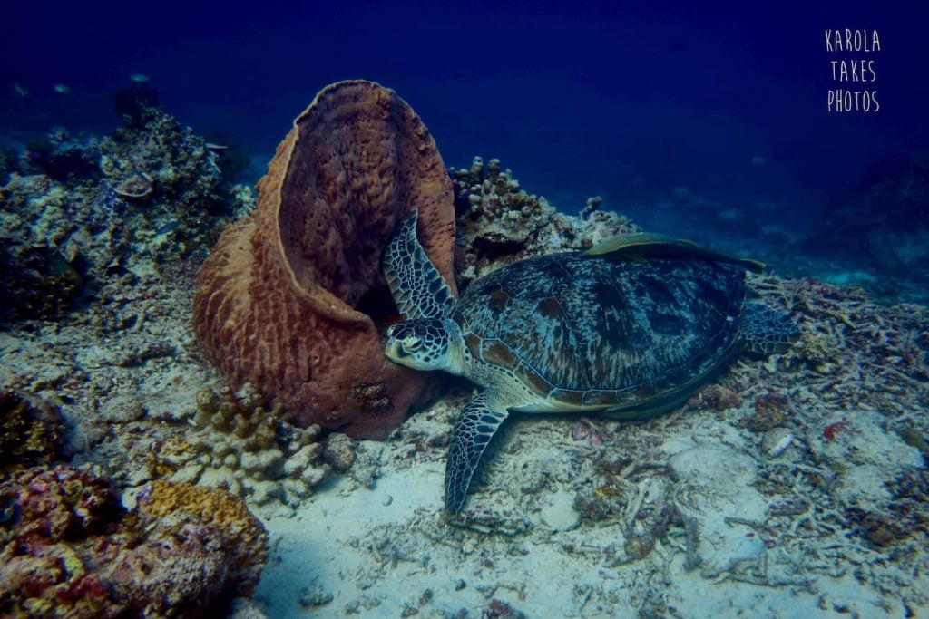 Green turtle next to a sponge coral. Picture by KarolaTakesPhotos