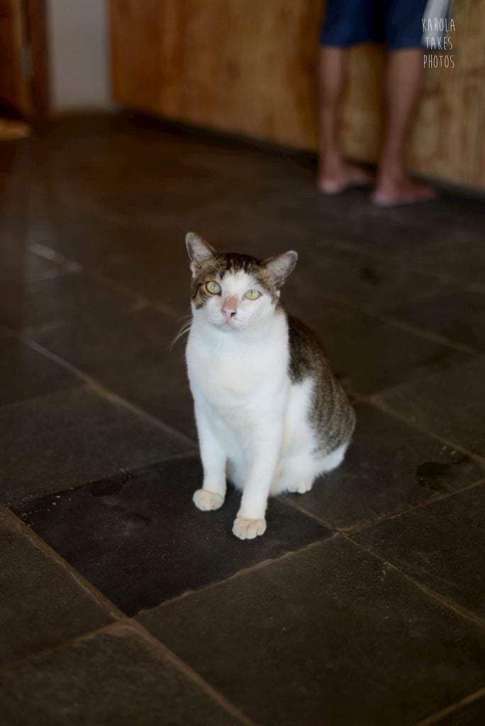 Our shop cat Monkey