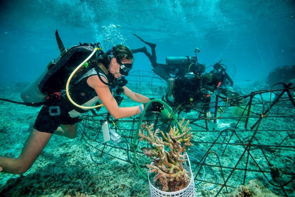 Scuba Diver working on Biorock Structure