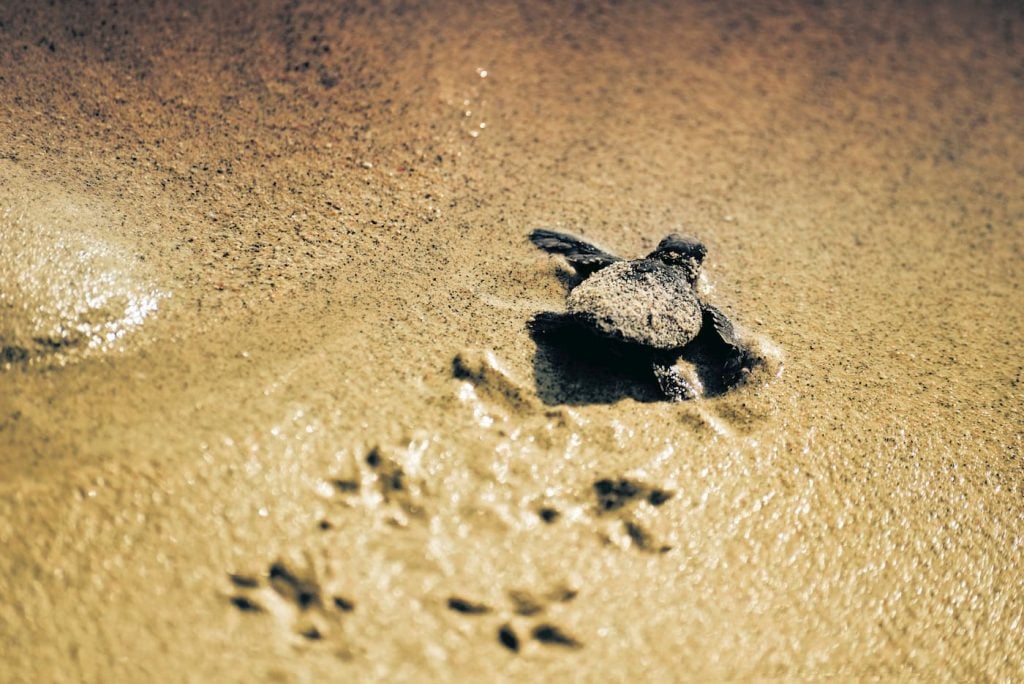 Turtle Hatchling Gili Trawangan