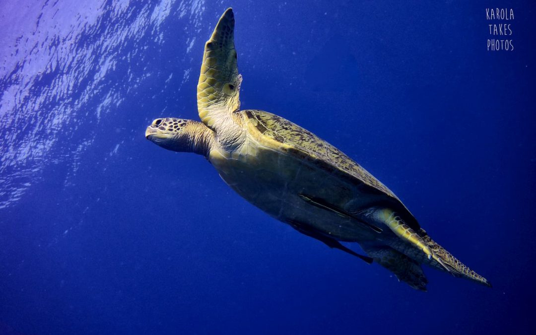 10 Amazing Turtle Facts – Gili Trawangan