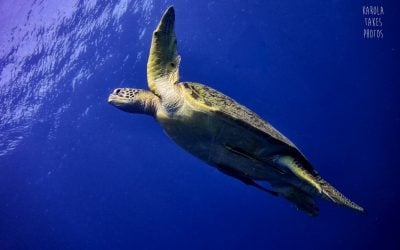 10 Amazing Turtle Facts – Gili Trawangan