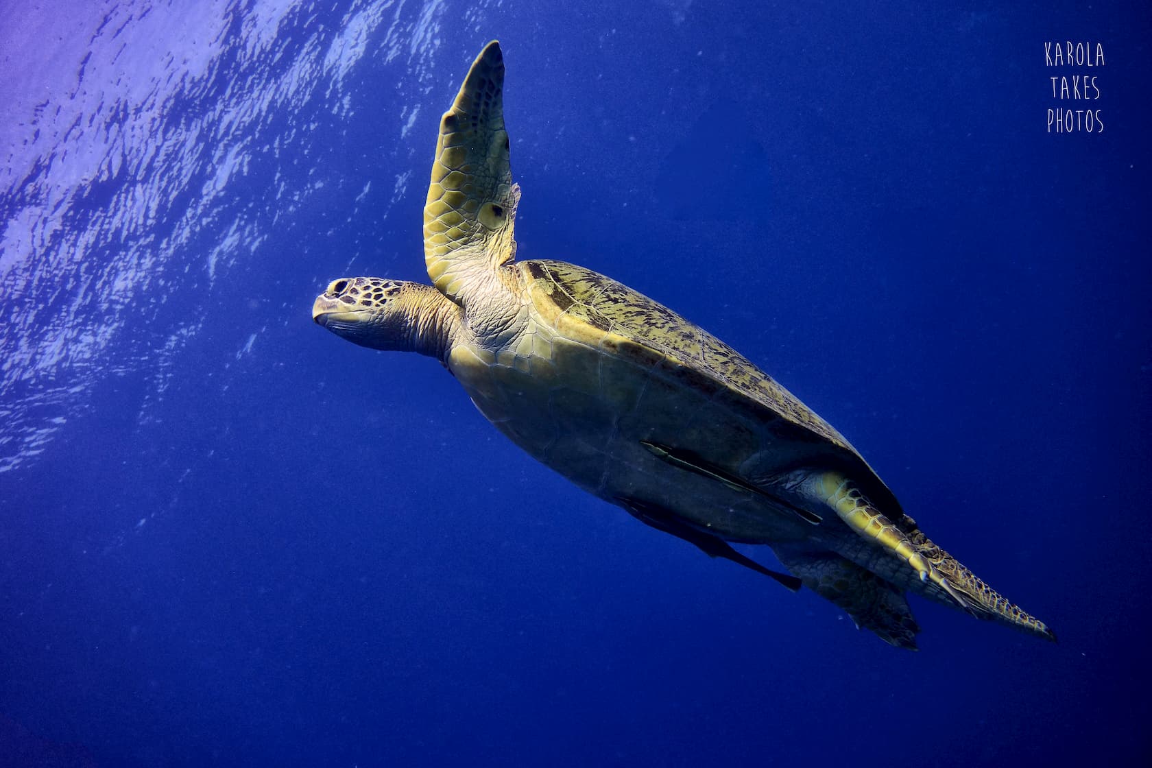 Turtle Paradise Gili Trawangan