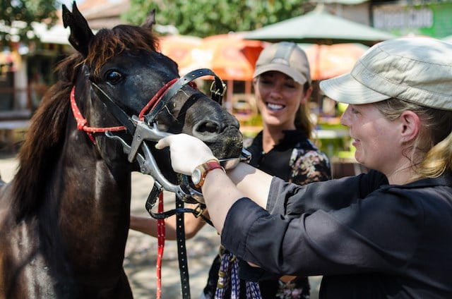 All about the horse clinics on Gili Trawangan Indonesia