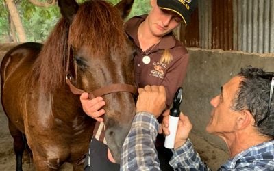 All about the horse clinics on Gili Trawangan Indonesia