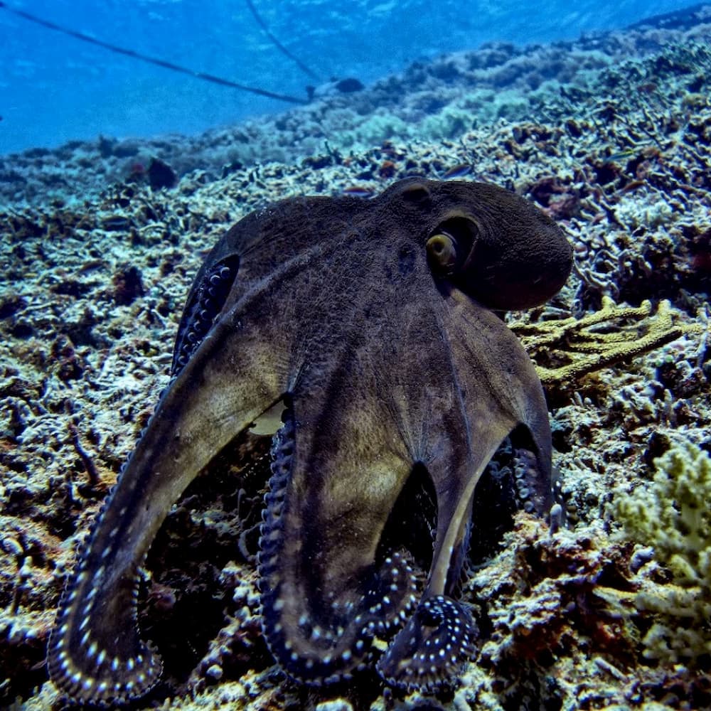 Diving Instructor teaching students