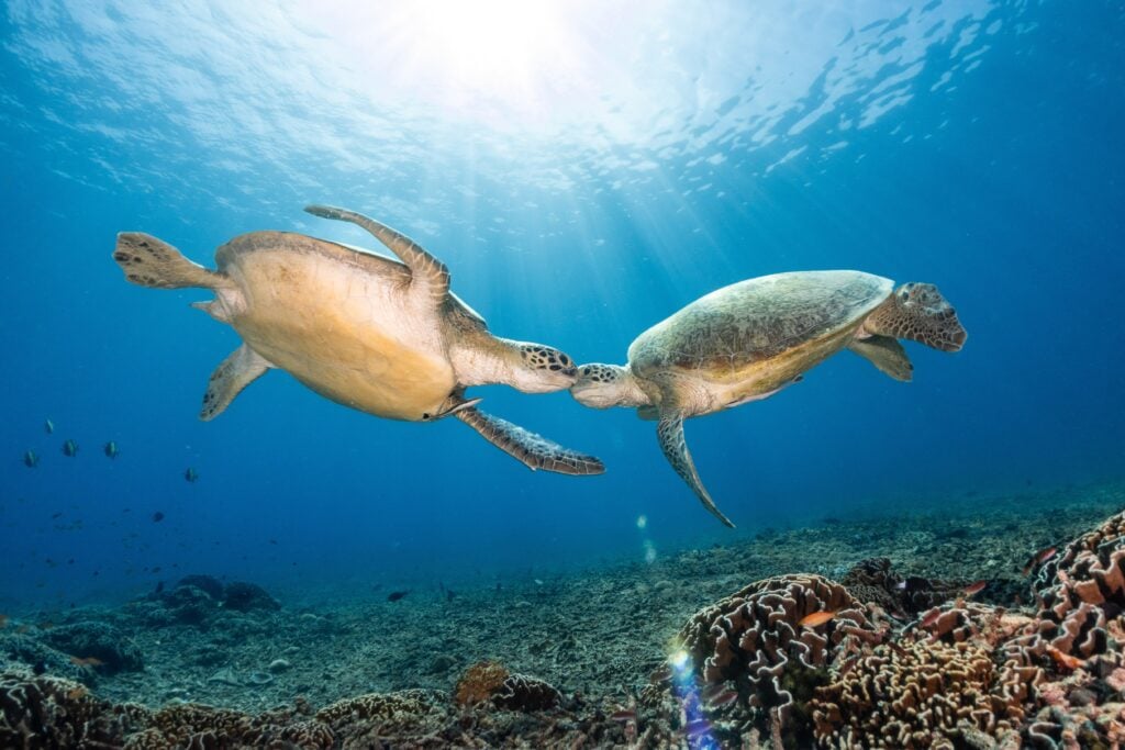 Best Dive Sites in Gili Trawangan (2026 Guide)